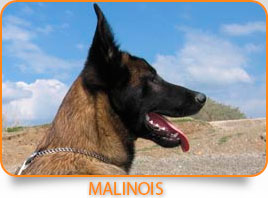Malinois