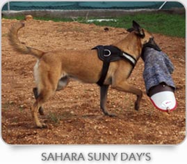 Sahara Suny Day's