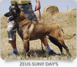 Zeus Suny Day's