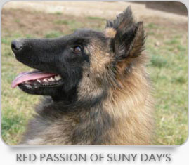 Red Passion Suny Day's
